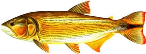 Peacock Bass and Golden Dorado